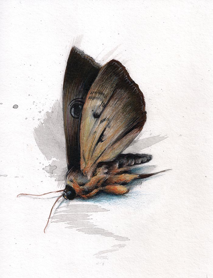 'Moth' artwork by Ryan Allan
